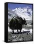 Yaks at Everest Base Camp, Tibet-Michael Brown-Framed Stretched Canvas