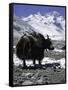 Yaks at Everest Base Camp, Tibet-Michael Brown-Framed Stretched Canvas