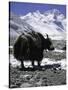 Yaks at Everest Base Camp, Tibet-Michael Brown-Stretched Canvas