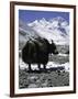 Yaks at Everest Base Camp, Tibet-Michael Brown-Framed Premium Photographic Print