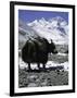 Yaks at Everest Base Camp, Tibet-Michael Brown-Framed Premium Photographic Print