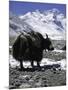 Yaks at Everest Base Camp, Tibet-Michael Brown-Mounted Premium Photographic Print