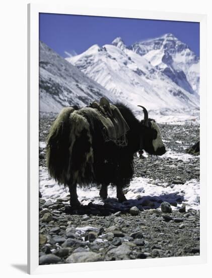 Yaks at Everest Base Camp, Tibet-Michael Brown-Framed Premium Photographic Print