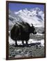 Yaks at Everest Base Camp, Tibet-Michael Brown-Framed Premium Photographic Print