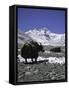 Yaks at Everest Base Camp, Tibet-Michael Brown-Framed Stretched Canvas