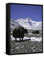 Yaks at Everest Base Camp, Tibet-Michael Brown-Framed Stretched Canvas