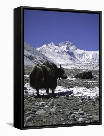 Yaks at Everest Base Camp, Tibet-Michael Brown-Framed Stretched Canvas