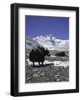 Yaks at Everest Base Camp, Tibet-Michael Brown-Framed Premium Photographic Print