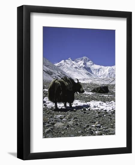 Yaks at Everest Base Camp, Tibet-Michael Brown-Framed Premium Photographic Print