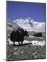 Yaks at Everest Base Camp, Tibet-Michael Brown-Mounted Premium Photographic Print