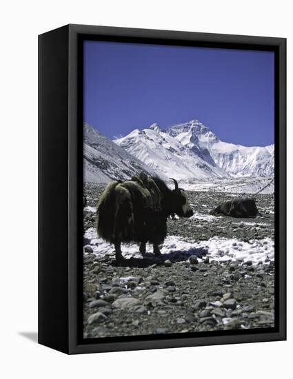 Yaks at Everest Base Camp, Tibet-Michael Brown-Framed Stretched Canvas