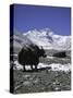 Yaks at Everest Base Camp, Tibet-Michael Brown-Stretched Canvas