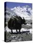 Yaks at Everest Base Camp, Tibet-Michael Brown-Stretched Canvas