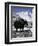 Yaks at Everest Base Camp, Tibet-Michael Brown-Framed Premium Photographic Print