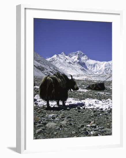 Yaks at Everest Base Camp, Tibet-Michael Brown-Framed Photographic Print