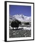 Yaks at Everest Base Camp, Tibet-Michael Brown-Framed Photographic Print
