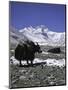 Yaks at Everest Base Camp, Tibet-Michael Brown-Mounted Photographic Print