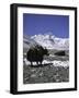 Yaks at Everest Base Camp, Tibet-Michael Brown-Framed Photographic Print