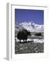 Yaks at Everest Base Camp, Tibet-Michael Brown-Framed Photographic Print