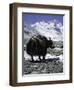 Yaks at Everest Base Camp, Tibet-Michael Brown-Framed Photographic Print