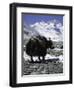 Yaks at Everest Base Camp, Tibet-Michael Brown-Framed Photographic Print