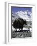 Yaks at Everest Base Camp, Tibet-Michael Brown-Framed Photographic Print