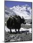 Yaks at Everest Base Camp, Tibet-Michael Brown-Mounted Photographic Print