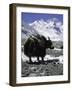 Yaks at Everest Base Camp, Tibet-Michael Brown-Framed Photographic Print