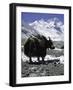 Yaks at Everest Base Camp, Tibet-Michael Brown-Framed Photographic Print