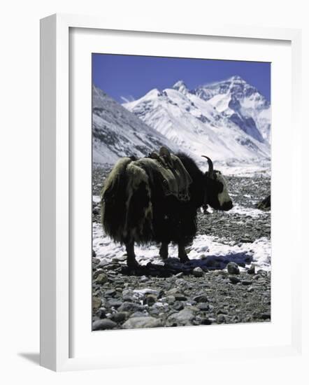 Yaks at Everest Base Camp, Tibet-Michael Brown-Framed Photographic Print