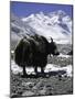 Yaks at Everest Base Camp, Tibet-Michael Brown-Mounted Photographic Print