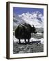 Yaks at Everest Base Camp, Tibet-Michael Brown-Framed Photographic Print