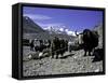 Yaks at the Base Camp of the Everest North Side, Tibet-Michael Brown-Framed Stretched Canvas