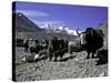 Yaks at the Base Camp of the Everest North Side, Tibet-Michael Brown-Stretched Canvas