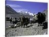 Yaks at the Base Camp of the Everest North Side, Tibet-Michael Brown-Stretched Canvas