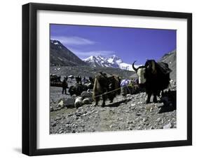 Yaks at the Base Camp of the Everest North Side, Tibet-Michael Brown-Framed Premium Photographic Print