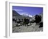 Yaks at the Base Camp of the Everest North Side, Tibet-Michael Brown-Framed Premium Photographic Print