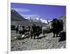 Yaks at the Base Camp of the Everest North Side, Tibet-Michael Brown-Framed Premium Photographic Print