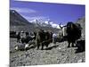 Yaks at the Base Camp of the Everest North Side, Tibet-Michael Brown-Mounted Premium Photographic Print