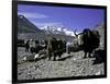 Yaks at the Base Camp of the Everest North Side, Tibet-Michael Brown-Framed Premium Photographic Print