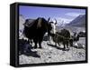 Yaks at the Base Camp of the Everest North Side, Tibet-Michael Brown-Framed Stretched Canvas