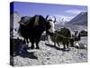 Yaks at the Base Camp of the Everest North Side, Tibet-Michael Brown-Stretched Canvas