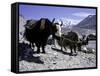 Yaks at the Base Camp of the Everest North Side, Tibet-Michael Brown-Framed Stretched Canvas