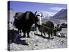 Yaks at the Base Camp of the Everest North Side, Tibet-Michael Brown-Stretched Canvas