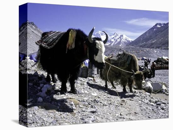 Yaks at the Base Camp of the Everest North Side, Tibet-Michael Brown-Stretched Canvas