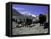 Yaks at the Base Camp of the Everest North Side, Tibet-Michael Brown-Framed Stretched Canvas