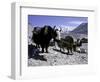 Yaks at the Base Camp of the Everest North Side, Tibet-Michael Brown-Framed Photographic Print