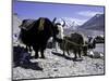 Yaks at the Base Camp of the Everest North Side, Tibet-Michael Brown-Mounted Photographic Print