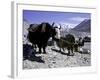 Yaks at the Base Camp of the Everest North Side, Tibet-Michael Brown-Framed Photographic Print
