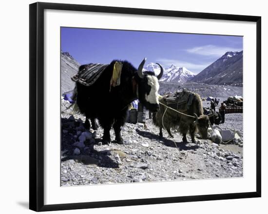 Yaks at the Base Camp of the Everest North Side, Tibet-Michael Brown-Framed Photographic Print